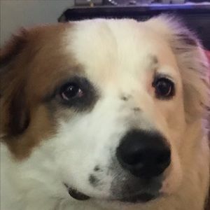 Meet your Posher, Vangie